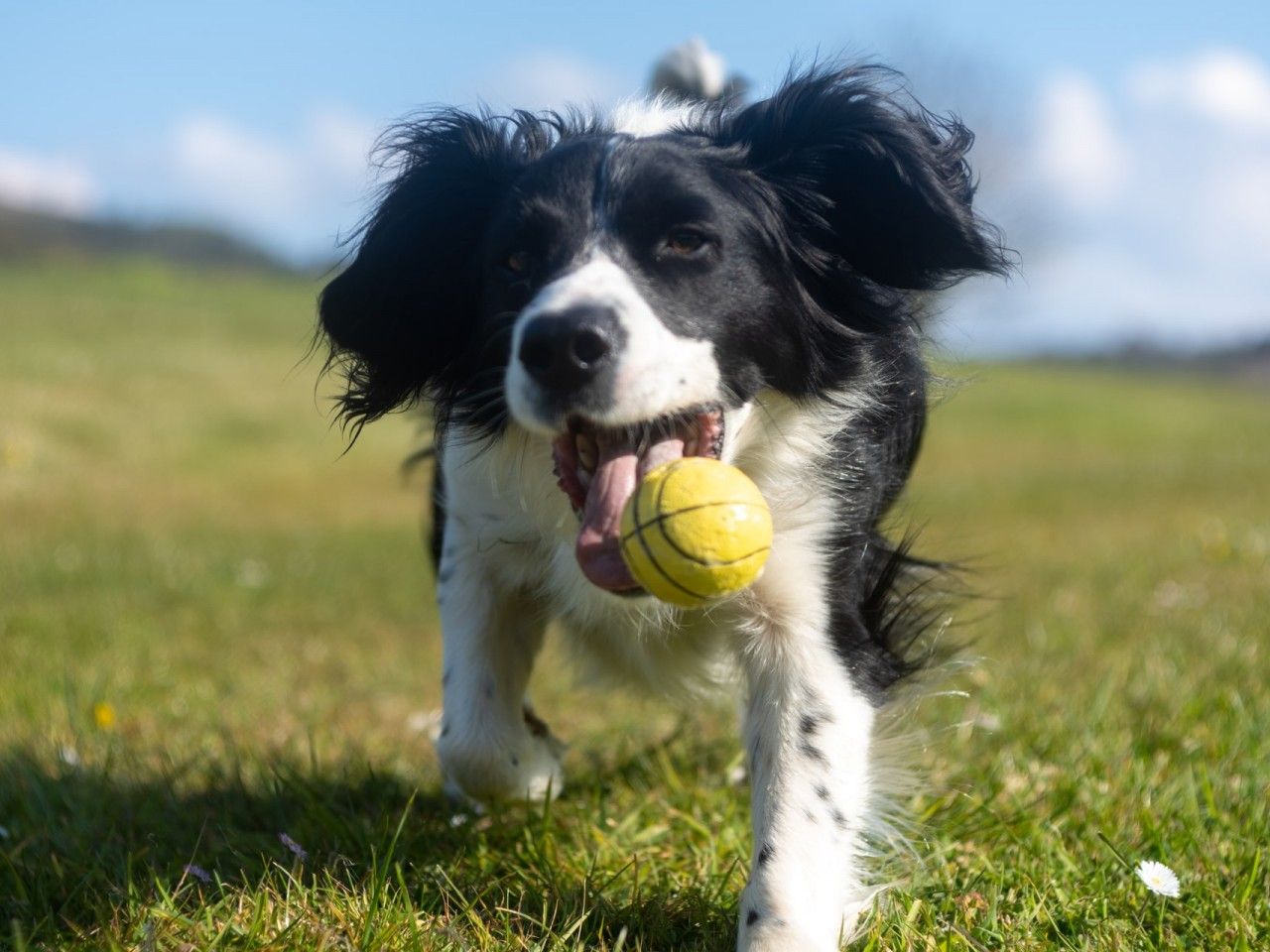 Hundespielwiese im Gehrenwald?