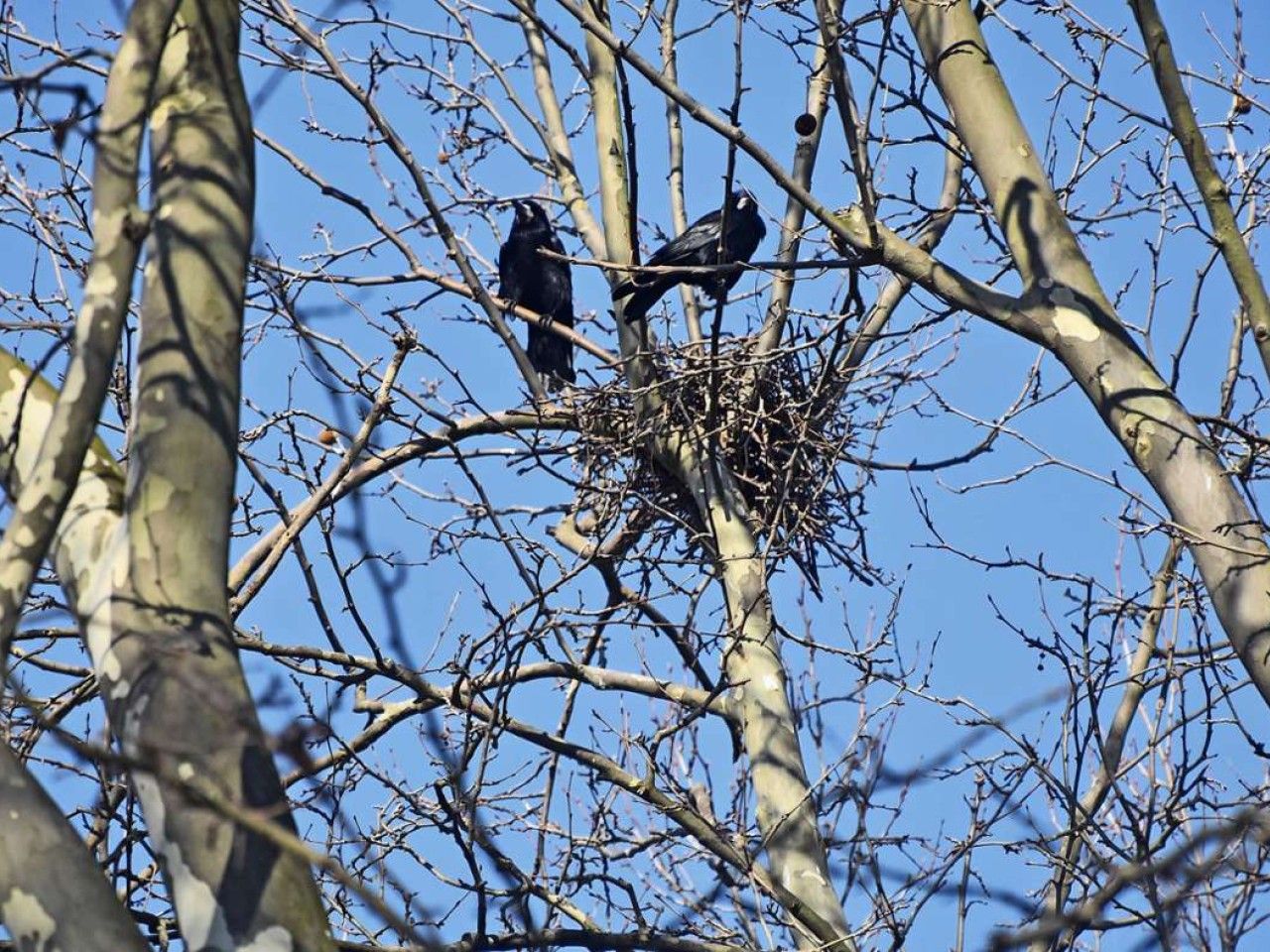 Vögel in Untertürkheim: Stressige Brutsaison gestartet