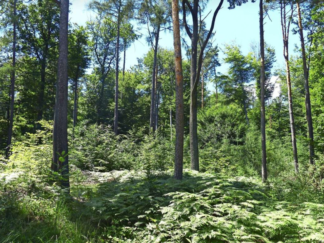 Natur in Kernen: Wie der Wald eine Zukunft hat