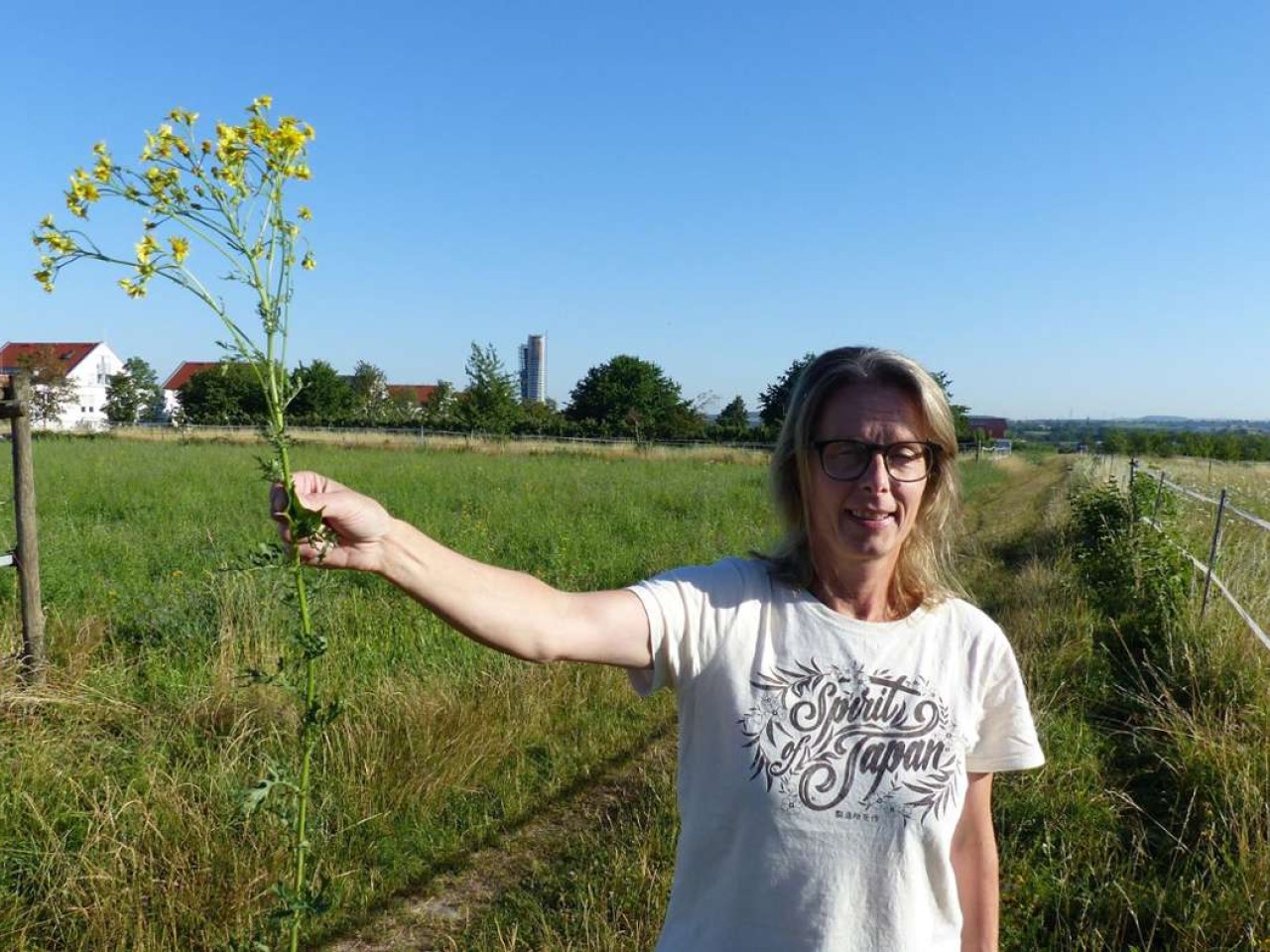 Jakobskreuzkraut in Fellbach: Eine Giftpflanze auf dem Vormarsch