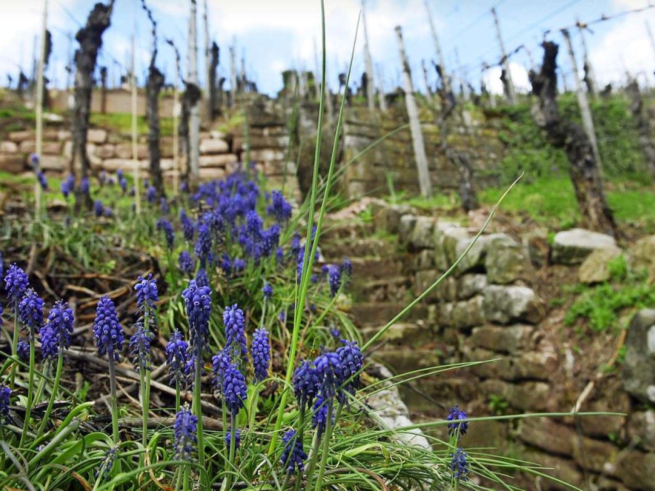 Pilotprojekt in Ober- und Untertürkheim: Neue Biotope für Flora und Fauna